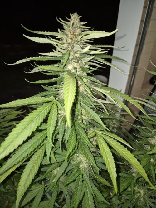 AUS Outdoor 25/26. Week 13