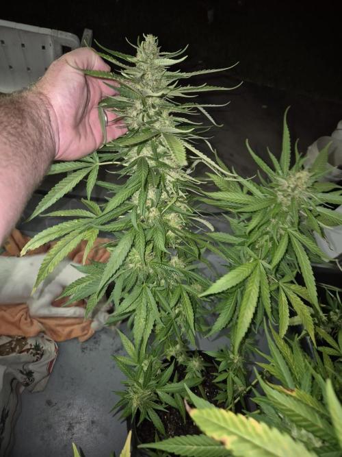 AUS Outdoor 25/26. Week 13 - About 7 Oz each dry