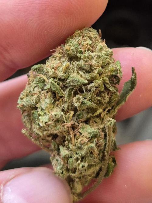 AUS Outdoor 25/26. Week 13 - Love it