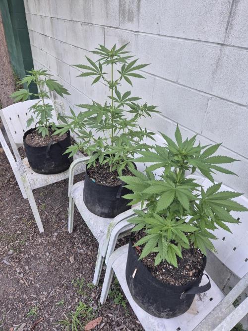 WSXpress Trio. Week 5