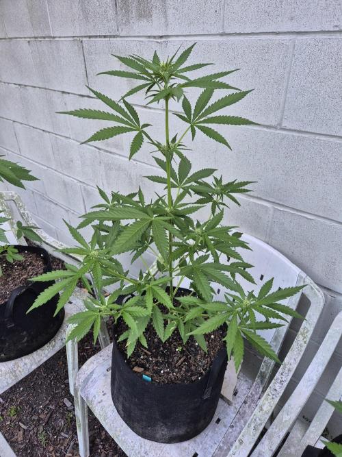 WSXpress Trio. Week 5 - Future 1 tall