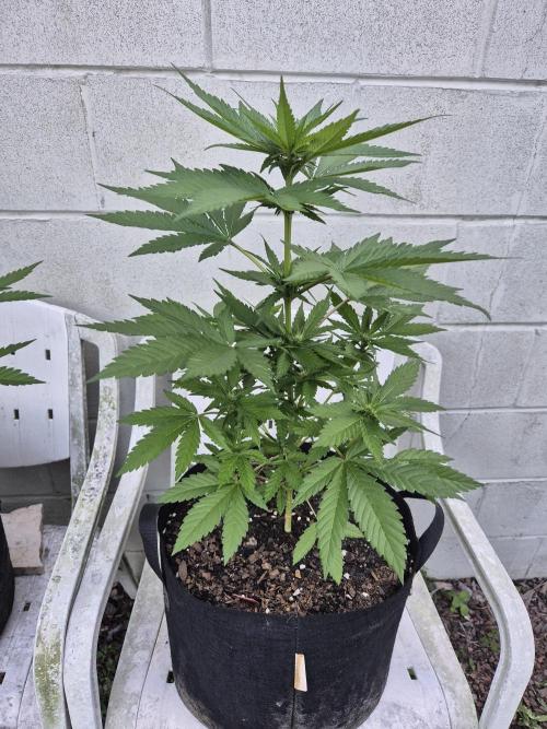 WSXpress Trio. Week 5 - Black Runtz stumpy