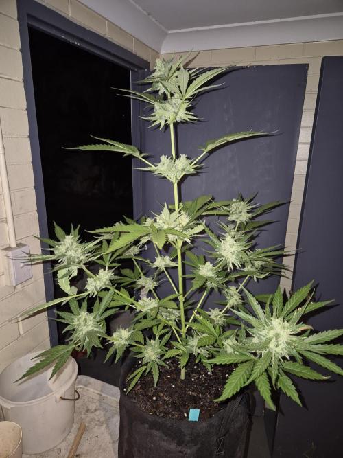 WSXpress Trio. Week 9 - Future 1 ready