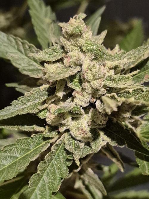 WSXpress Trio. Week 9 - Awesome frost on future