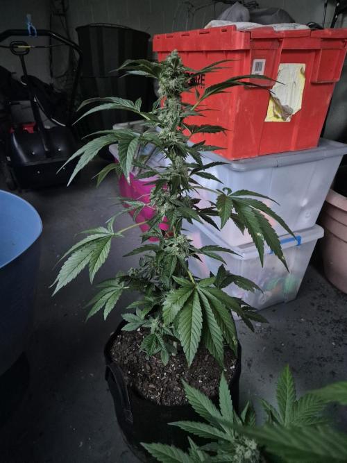 WSXpress Trio. Week 9 - P Marker ready