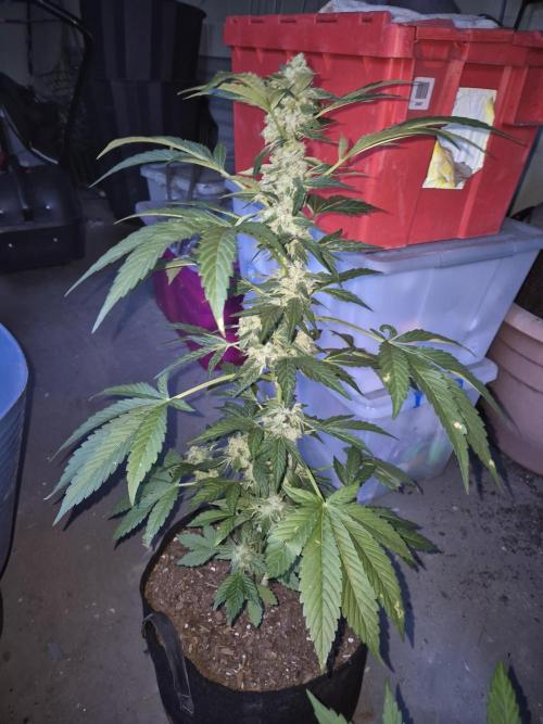 WSXpress Trio. Week 9 - Smells deadly