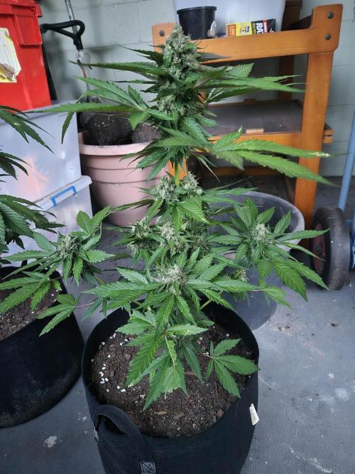 WSXpress Trio. Week 9 - Black Runtz ready