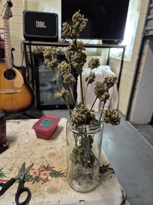WSXpress Trio. Week 10 - Flower pot!