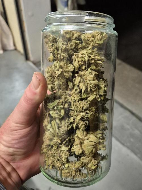 WSXpress Trio. Week 10 - One full jar