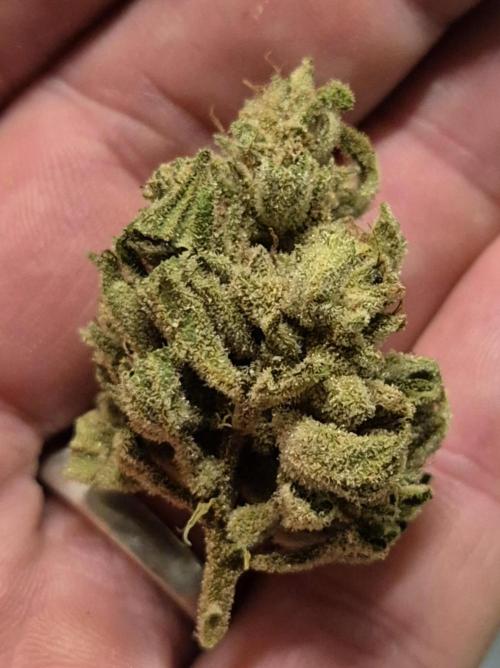 WSXpress Trio. Week 10 - Frosty buds