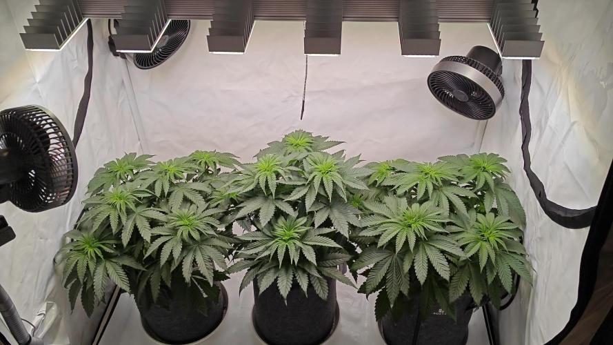 3x Lemon Cherry Gelato