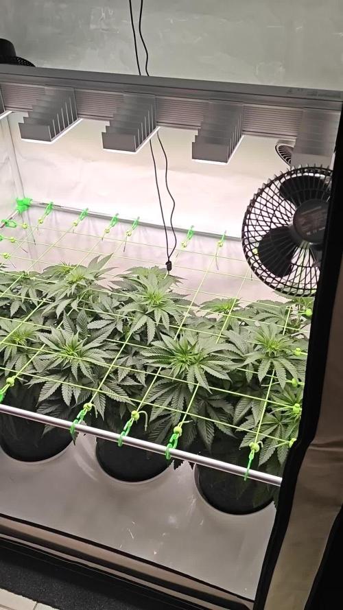 3x Lemon Cherry Gelato