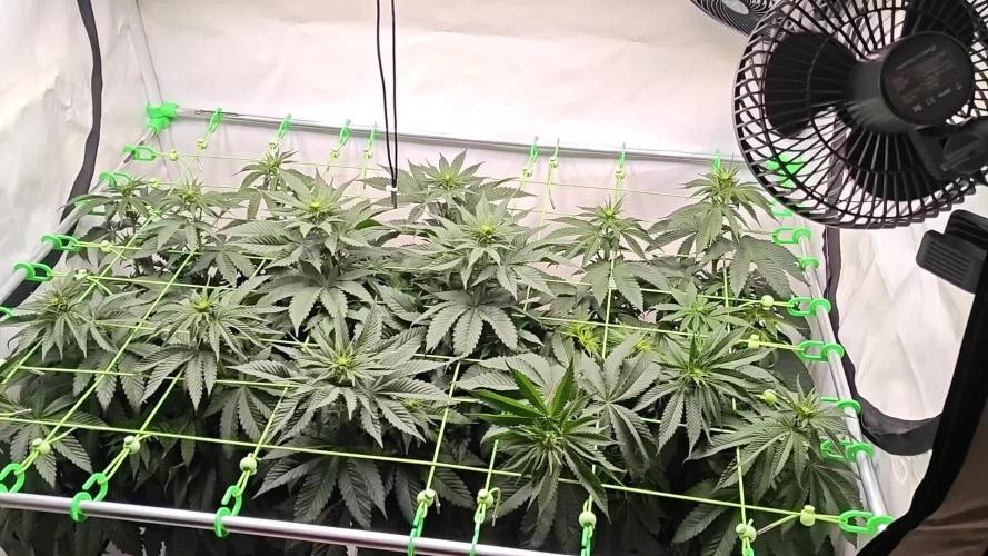 3x Lemon Cherry Gelato