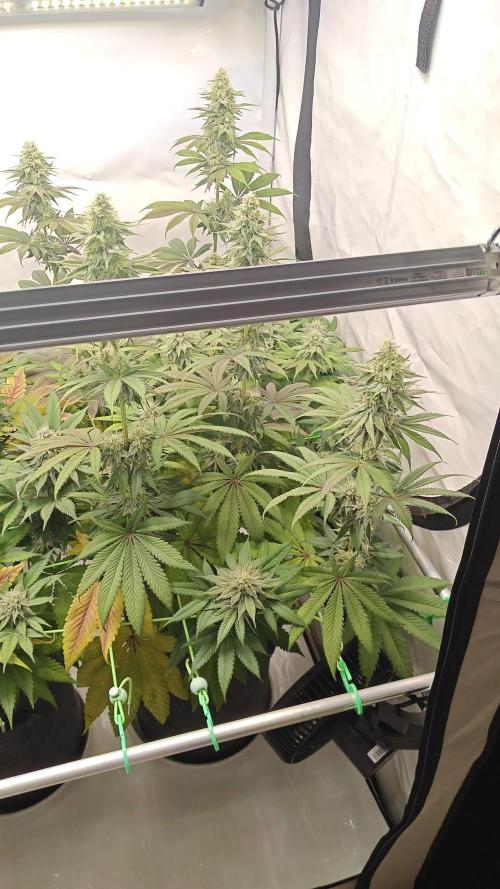 3x Lemon Cherry Gelato