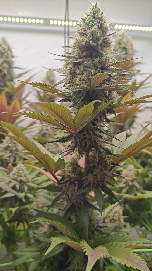 3x Lemon Cherry Gelato