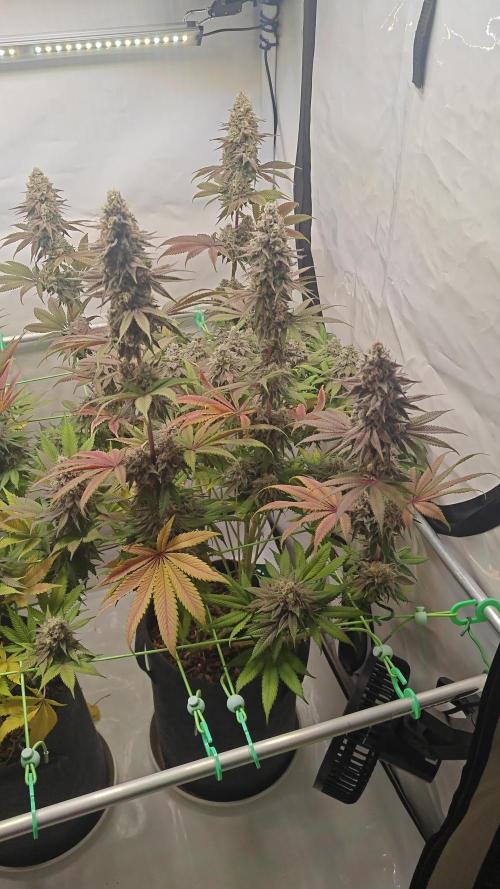 3x Lemon Cherry Gelato