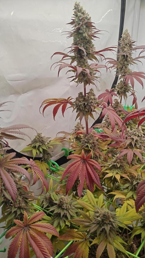 3x Lemon Cherry Gelato