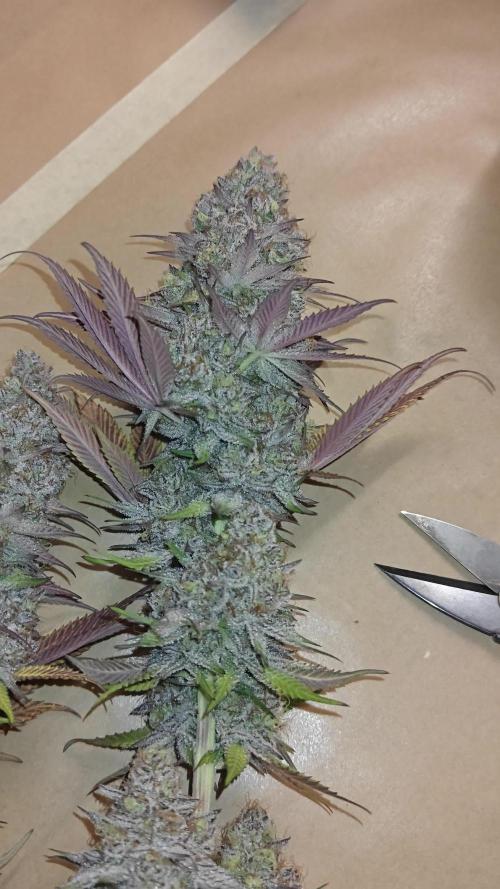 3x Lemon Cherry Gelato