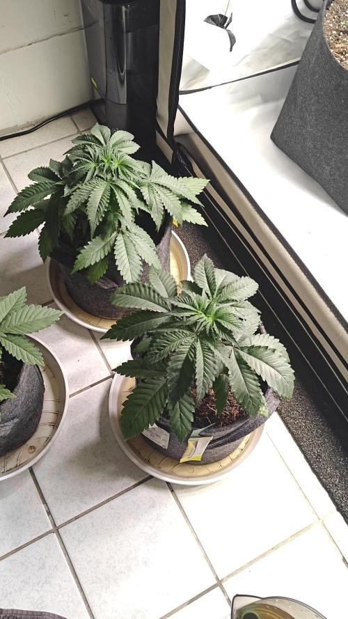 3x Seriotica
