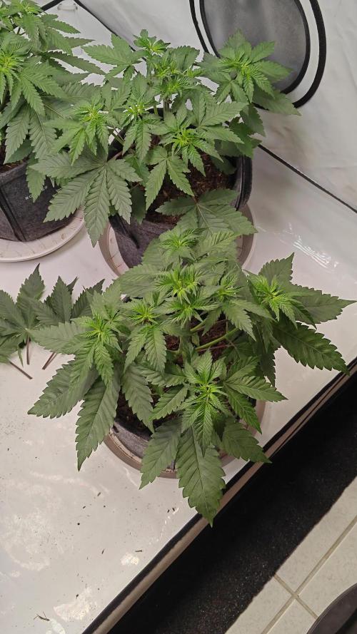 3x Seriotica