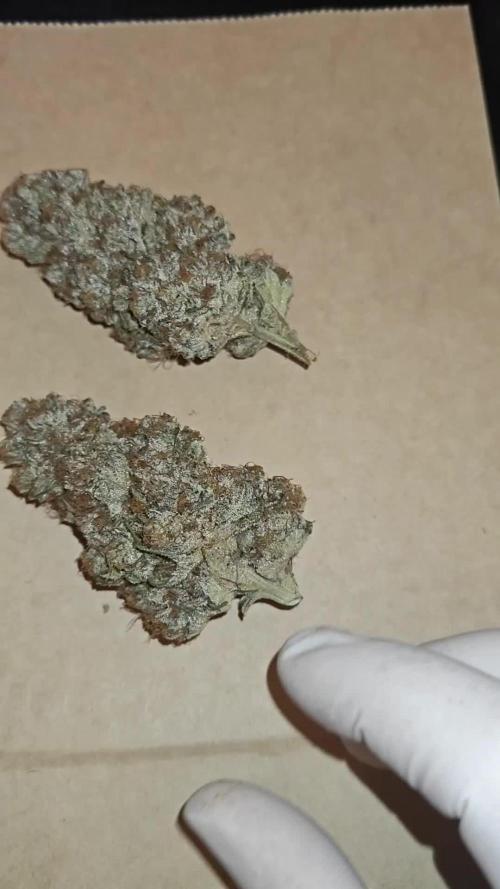 3x Lemon Cherry Gelato