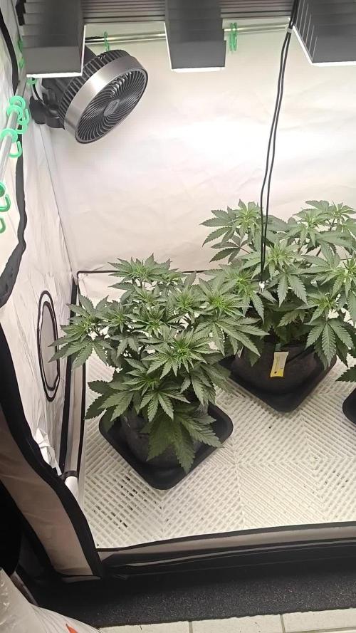 3x Seriotica