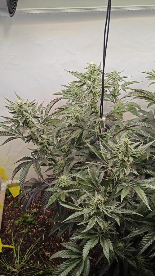 Orange Bud