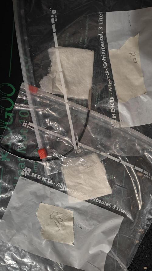 Blue Zushi x Raspberry Parfait. Week 0 - Germination in paper towel and plastic bags on a heating mat.