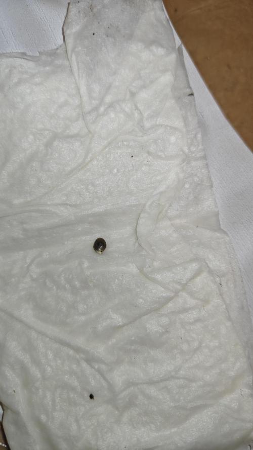 Blue Zushi x Raspberry Parfait. Week 0 - If I see it's alive I put it straight in the soil.
BlueZushi is first.