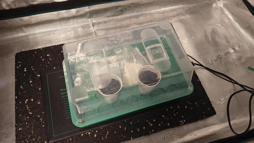 Blue Zushi x Raspberry Parfait. Week 0 - Still 24-25c in dome.