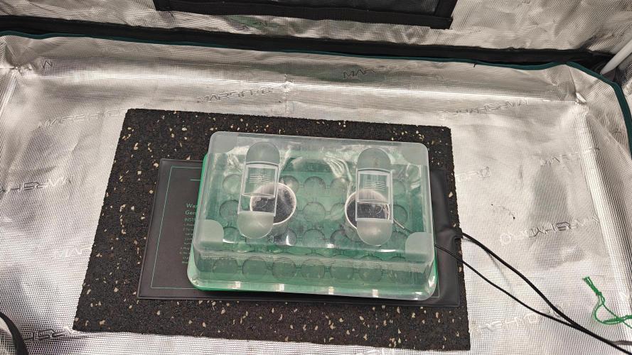 Blue Zushi x Raspberry Parfait. Week 0 - 24-36h later the Raspberry Parfait is germinated as well.