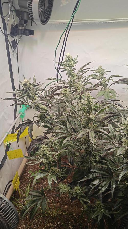 Orange Bud