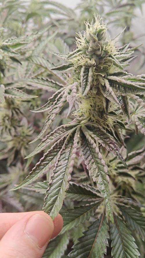 Orange Bud