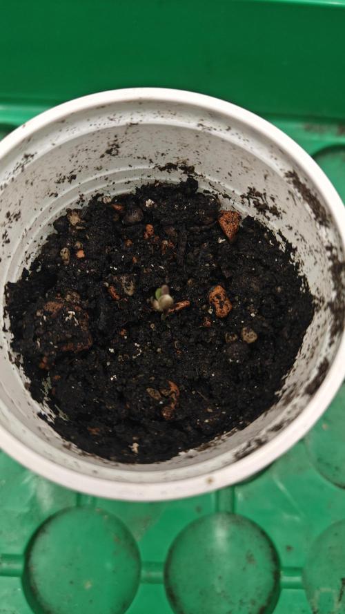 Blue Zushi x Raspberry Parfait. Week 0 - Blue Zushi Day 2 1/2