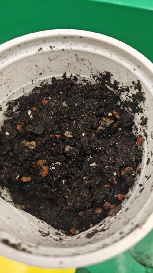 Blue Zushi x Raspberry Parfait. Week 0 - Raspberry Parfait Day 2 1/2