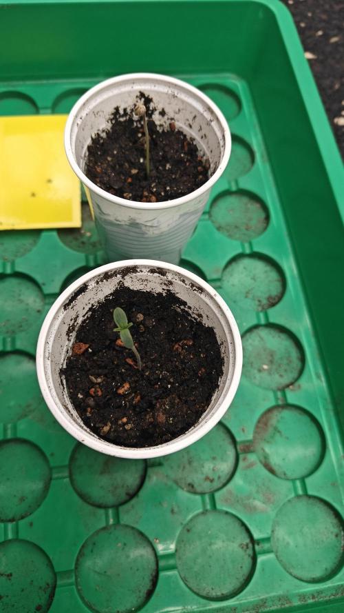 Blue Zushi x Raspberry Parfait. Week 0 - Day 4 germination 