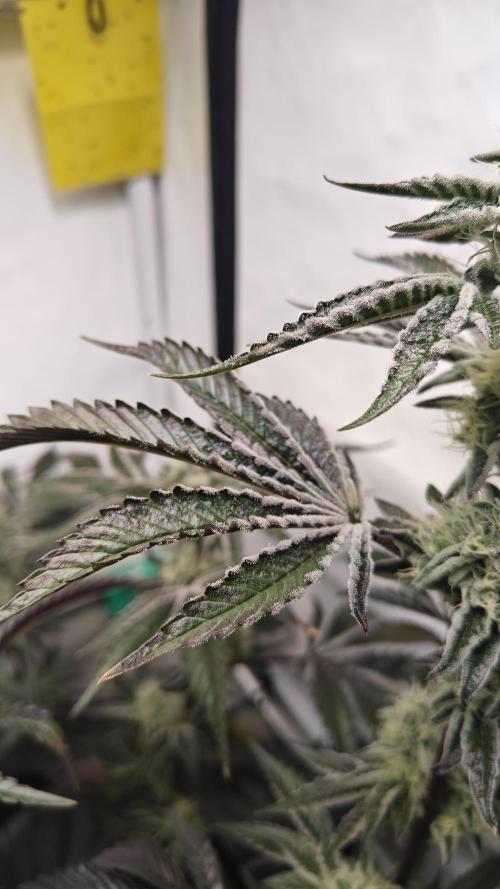 Orange Bud. Week 11 - Nice frost