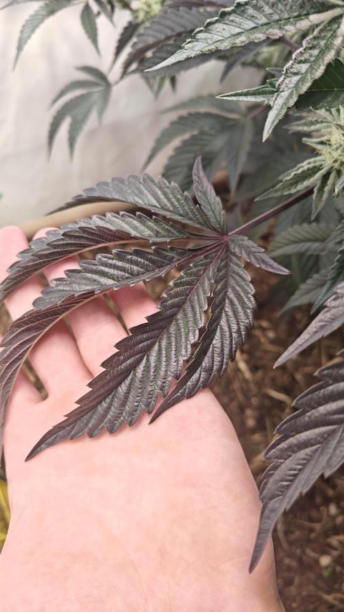 Orange Bud. Week 11 - Dark purple colours 