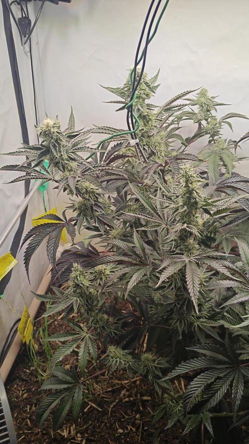 Orange Bud
