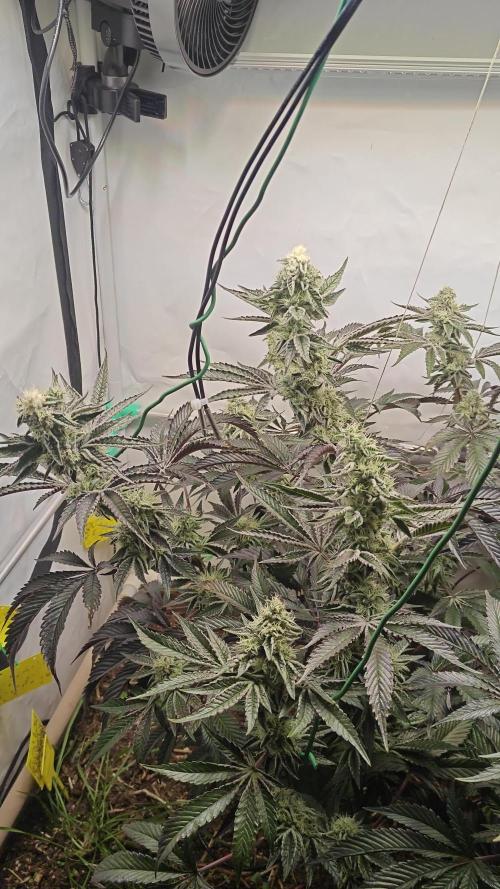 Orange Bud