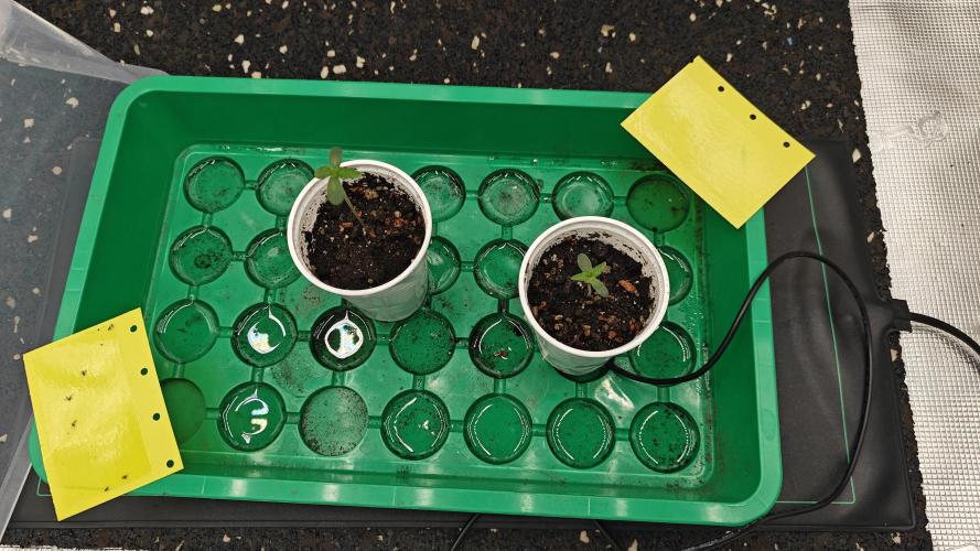 Blue Zushi x Raspberry Parfait. Week 0 - Day 9