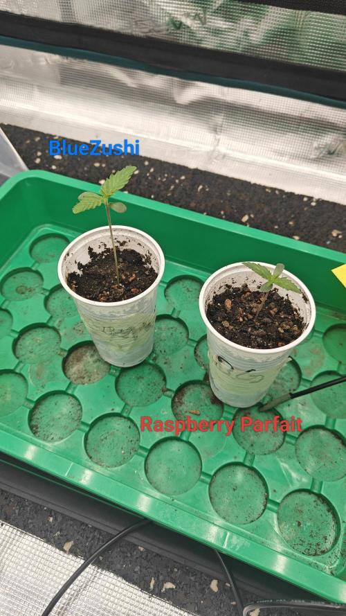 Blue Zushi x Raspberry Parfait. Week 1