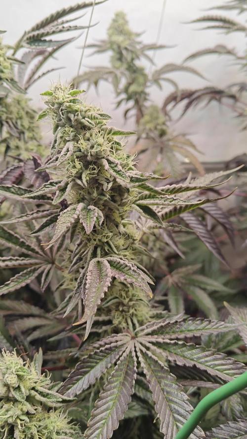 Orange Bud