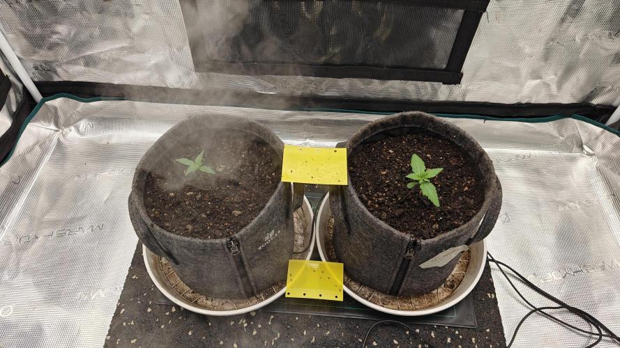 Blue Zushi x Raspberry Parfait. Week 1 - Transplanted in to my living soil mix gonna add some fertilizer later on.