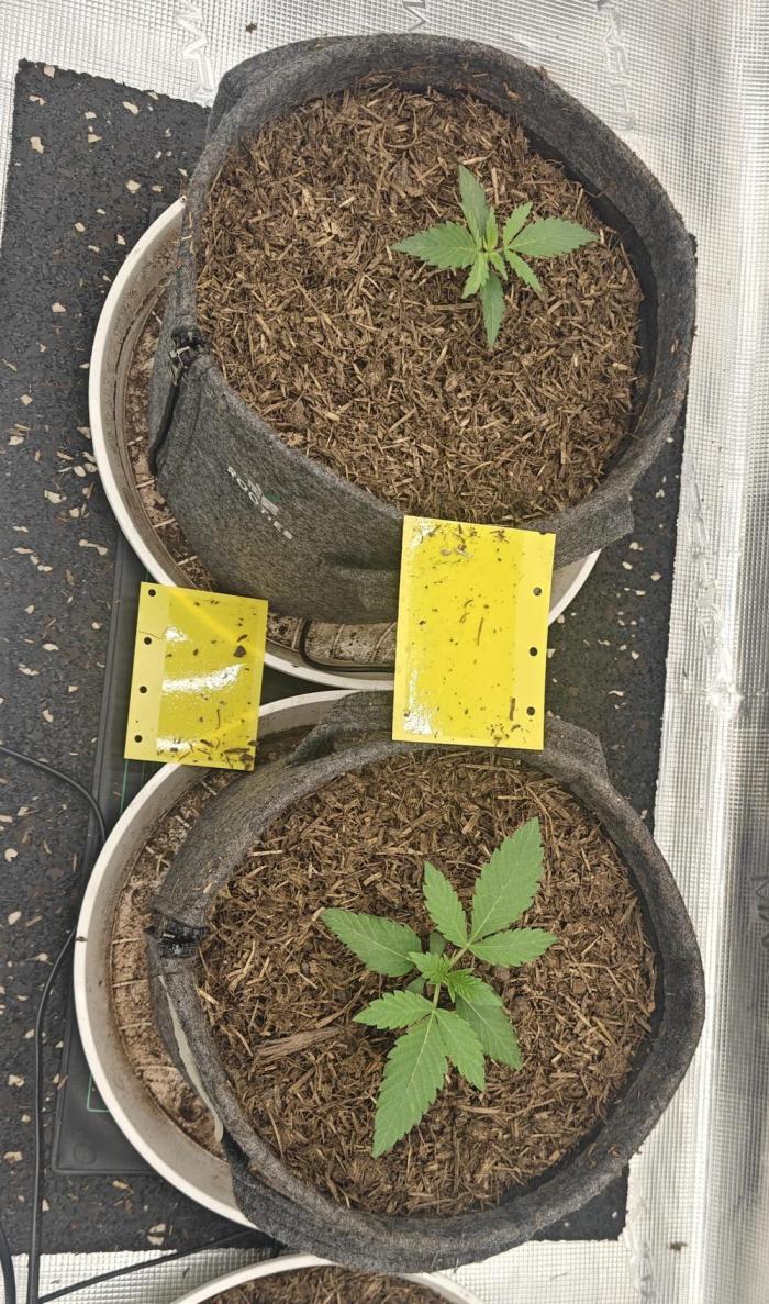 Blue Zushi x Raspberry Parfait. Week 2 - Put them into 6l fabric pots with mulch.