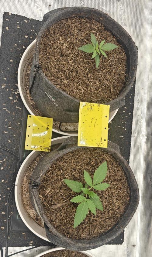 Blue Zushi 🍣 x Raspberry Parfait 🍓. Week 2 - Put them into 6l fabric pots with mulch.