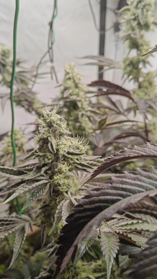 Orange Bud