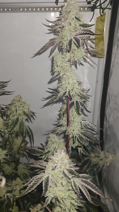 Orange Bud