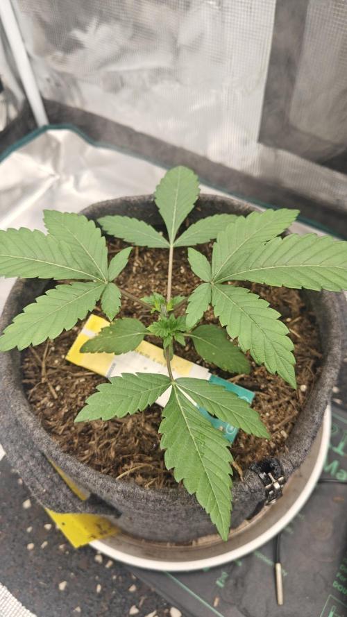 Blue Zushi 🍣 x Raspberry Parfait 🍓. Week 3