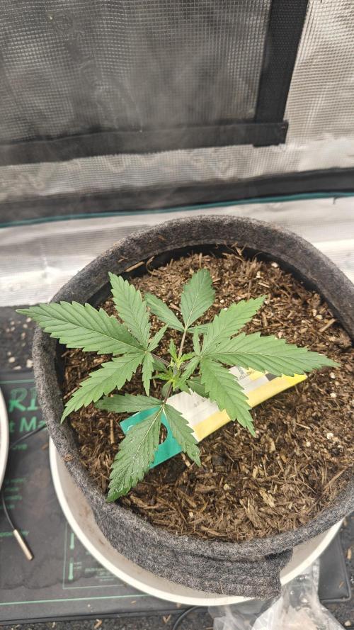 Blue Zushi 🍣 x Raspberry Parfait 🍓. Week 3